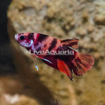 Koi Halfmoon Placket Betta