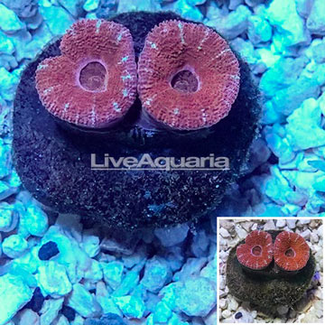 LiveAquaria® Cultured Acan Lord Coral