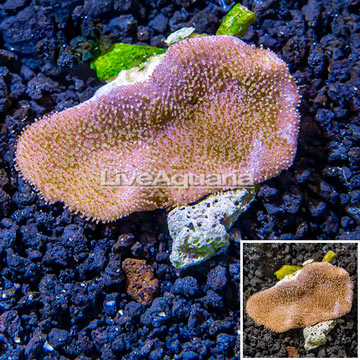 Toadstool Leather Coral Vietnam