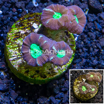 LiveAquaria® Cultured Candy Cane Coral