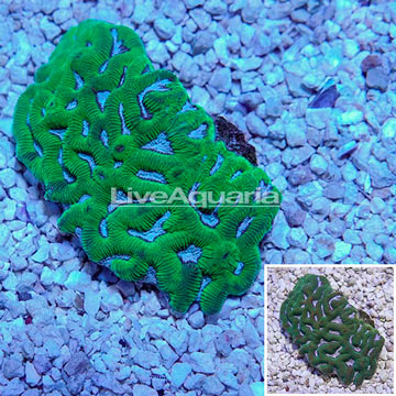 Favia Brain Coral Indonesia