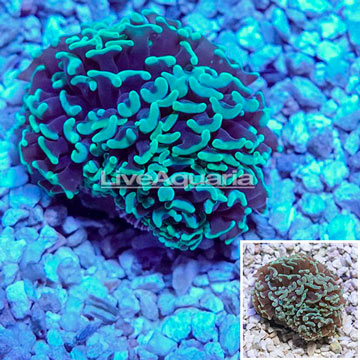 Hammer Coral Indonesia