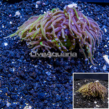 LiveAquaria® Cultured Torch Coral