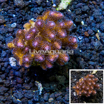 LiveAquaria® Cultured Pocillopora Coral