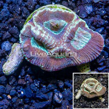 LiveAquaria® Cultured Goniastrea Coral