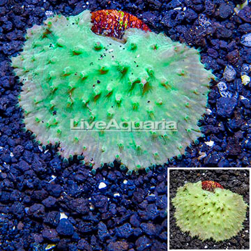 LiveAquaria® Cultured Green Cabbage Leather Coral