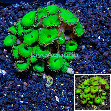 USA Cultured XL Protopalythoa Coral 