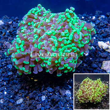 LiveAquaria® Cultured Hammer Coral