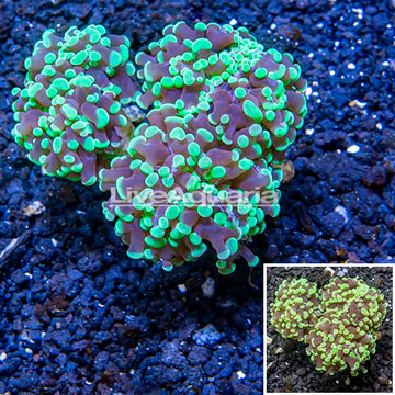 LiveAquaria® Cultured Hammer Coral