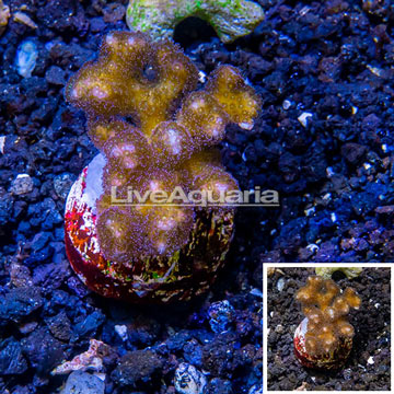 LiveAquaria® Cultured Pocillopora Coral