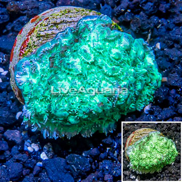 LiveAquaria® Cultured Hydnophora Coral