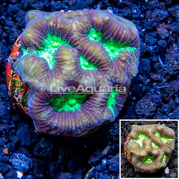 LiveAquaria® Cultured Favia Coral