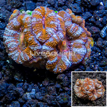 LiveAquaria® Cultured Acan Lord Coral