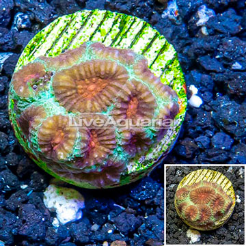 LiveAquaria® Cultured Favia Coral