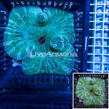 Haddon's Carpet Anemone 