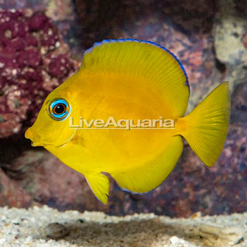 Caribbean Blue Tang, Juvenile