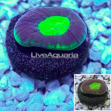 LiveAquaria® Cultured Favia Coral