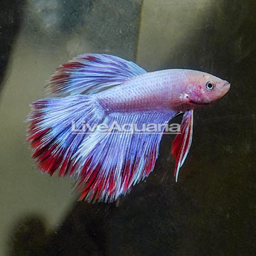 Rosetal Betta, Male