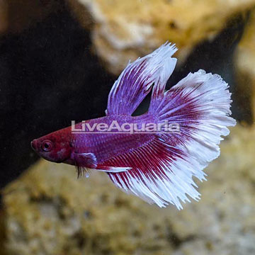 Halfmoon Betta, Male