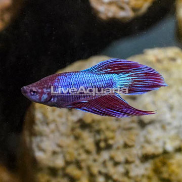 Vailtail Betta, Male