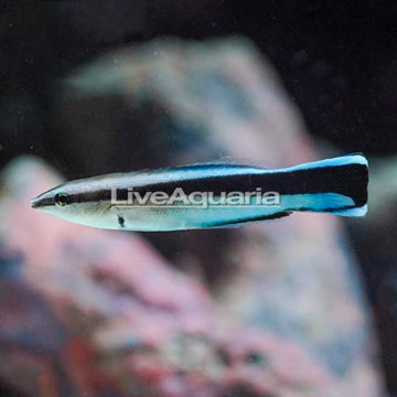 Bluestreak Cleaner Wrasse