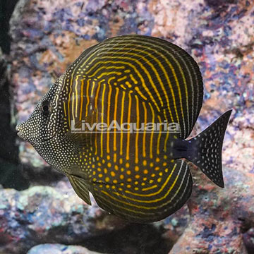 Desjardini Sailfin Tang