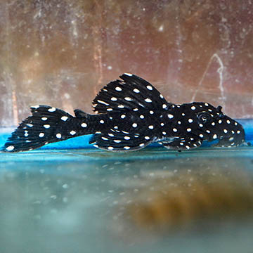Galaxy (L-240) Plecostomus 3.5