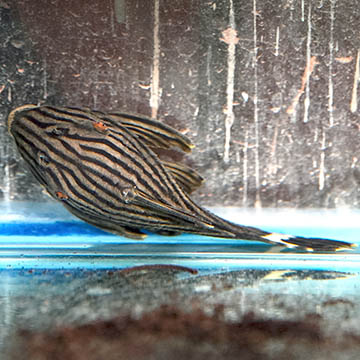 Royal (L-190) Plecostomus 4