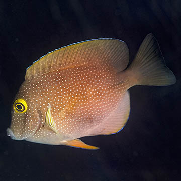 Squaretail Bristletooth Tang, 4