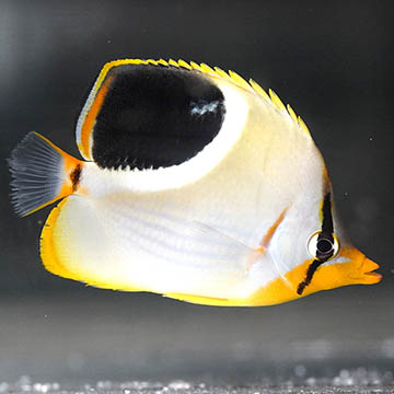 Saddleback Butterflyfish 3.25
