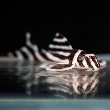 Zebra (L-46) Plecostomus, 2