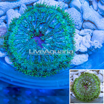 Mini Carpet Anemone