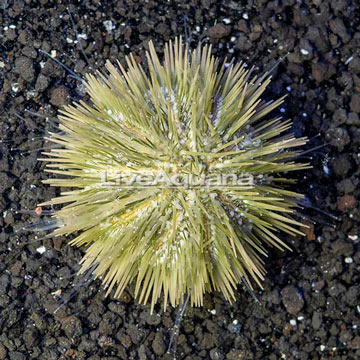 Pincushion Urchin