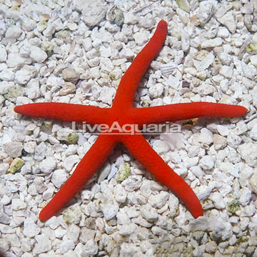 Orange Sea Star