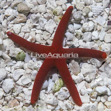 Orange Sea Star