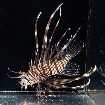 Volitan Lionfish, 3.5"
