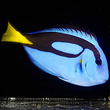 Blue Tang, 4.5