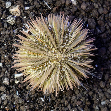 Pincushion Urchin