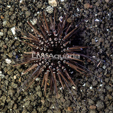 Rock Boring Urchin