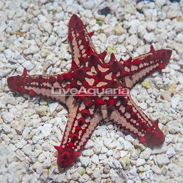 Red Knob Sea Star