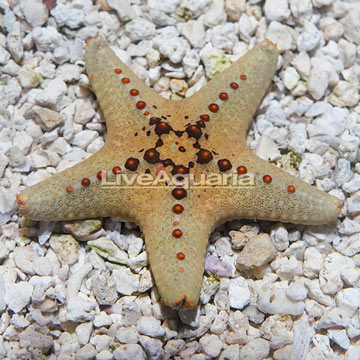 Chocolate Chip Sea Star