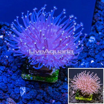 Australia Cultured Toadstool Mushroom Leather Coral