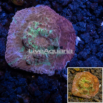 Australia Cultured Chalice Coral 