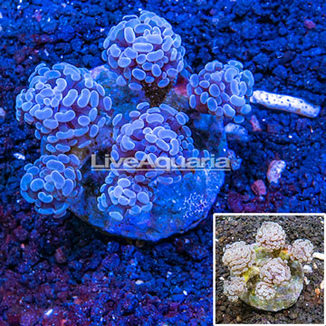 Hammer Coral Indonesia