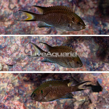 Regal Damselfish, Trio