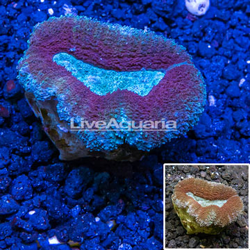 Lobophyllia Coral Australia