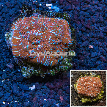 Chalice Coral Indonesia