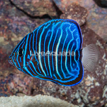 Blue Ring Angelfish, Juvenile