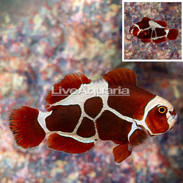 Peacekeeper Maroon Clownfish