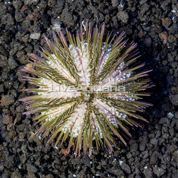 Pincushion Urchin